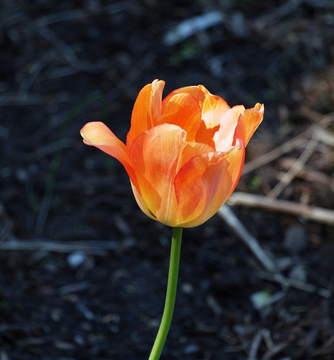 Orange tulip 2016-05-08 15.41.02