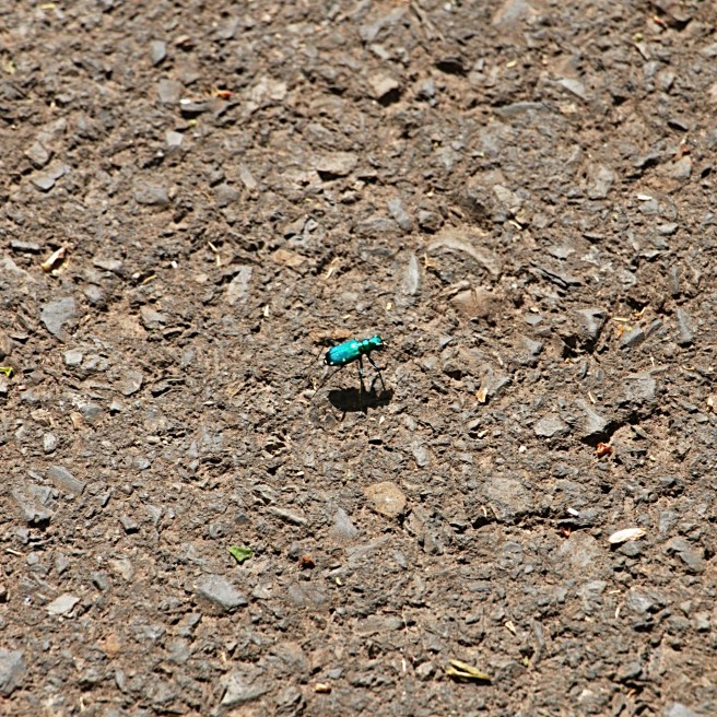 Phosphorescence 2016-05-12 15.48.16