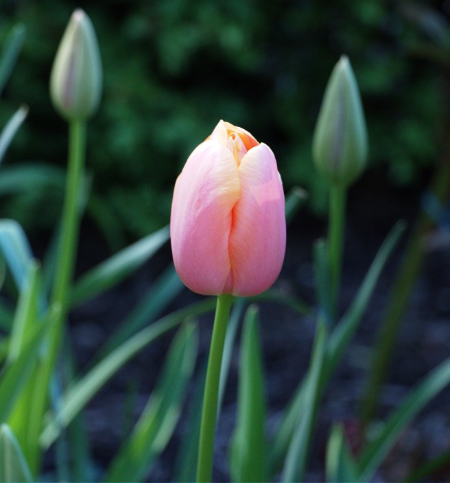 Pink tulip 2016-05-08 15.39.34