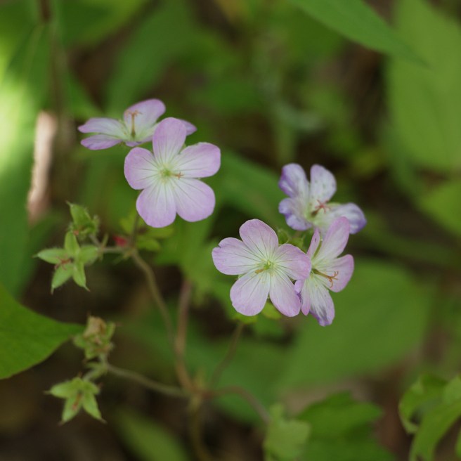 Purple beauties 2 2016-05-12 14.48.41