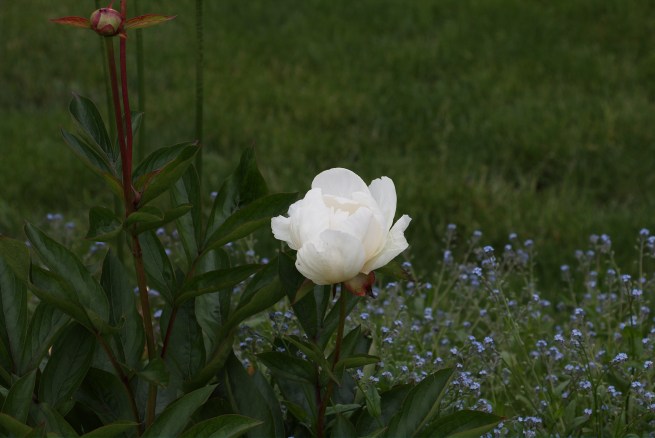 Red green white blue 2016-05-22 14.05.04