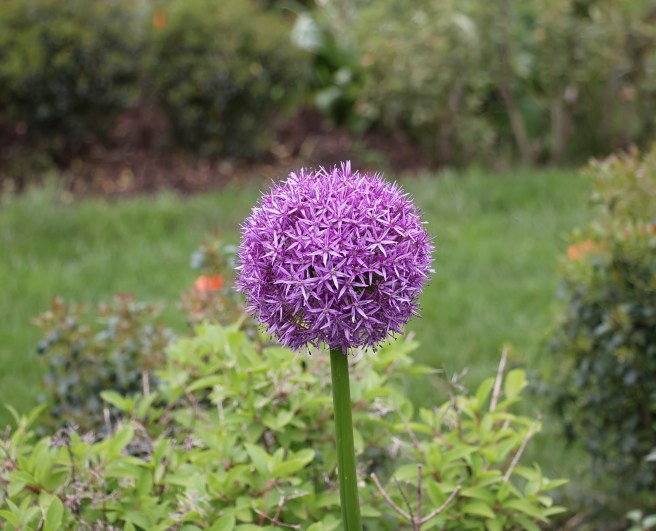 Spherical profusion 2016-05-22 13.49.04