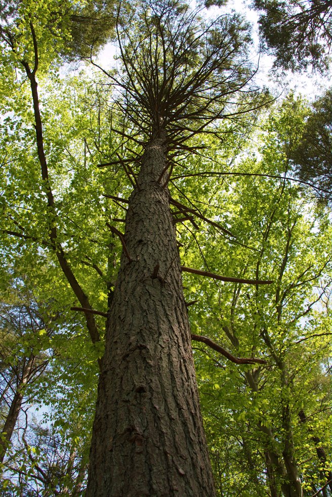 Spiky tree 2016-05-12 14.35.57
