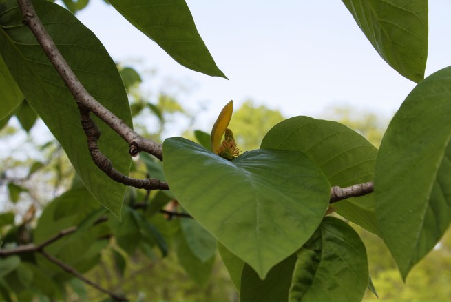 Tropical visitor 2016-05-12 15.40.56