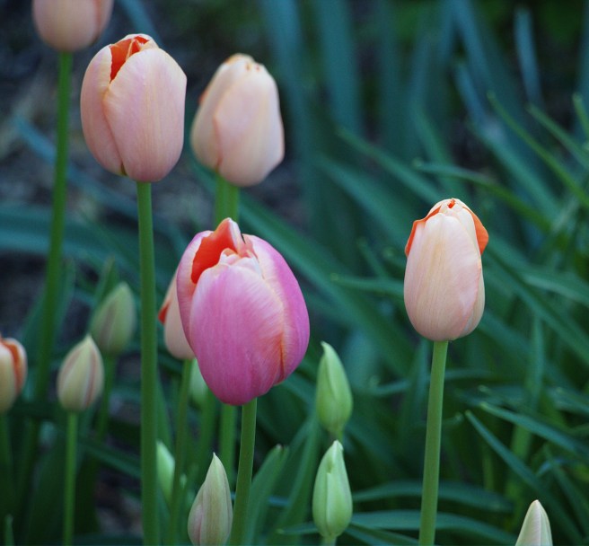 Tulips 2016-05-08 15.36.06