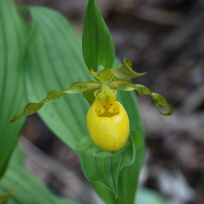Venus slipper orchid 2016-05-12 15.12.54