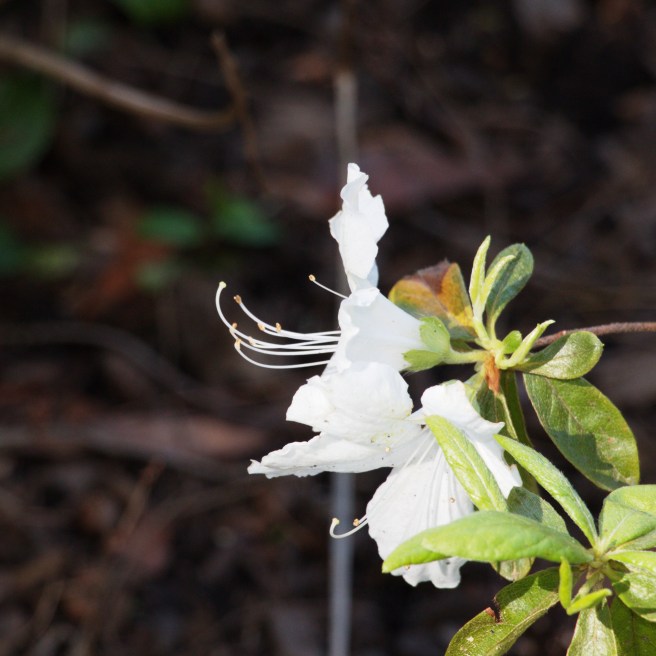 White flower 2016-05-08 15.46.23