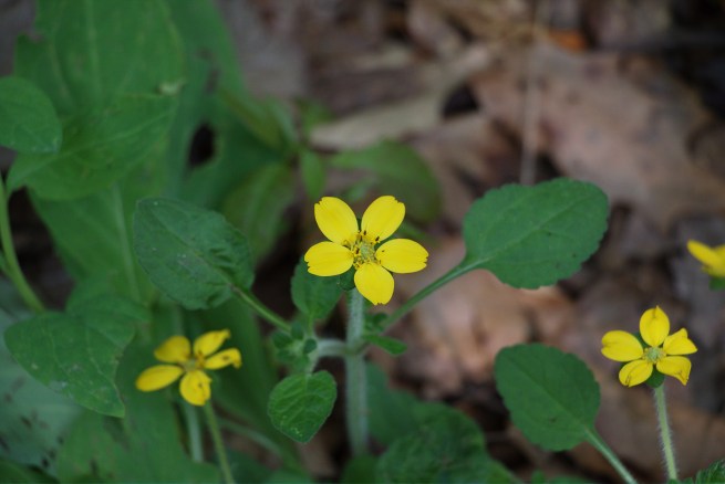 Yellow beauties 2016-05-12 15.05.03