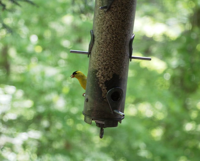 Yellow bird on feeder 2016-05-12 14.13.00