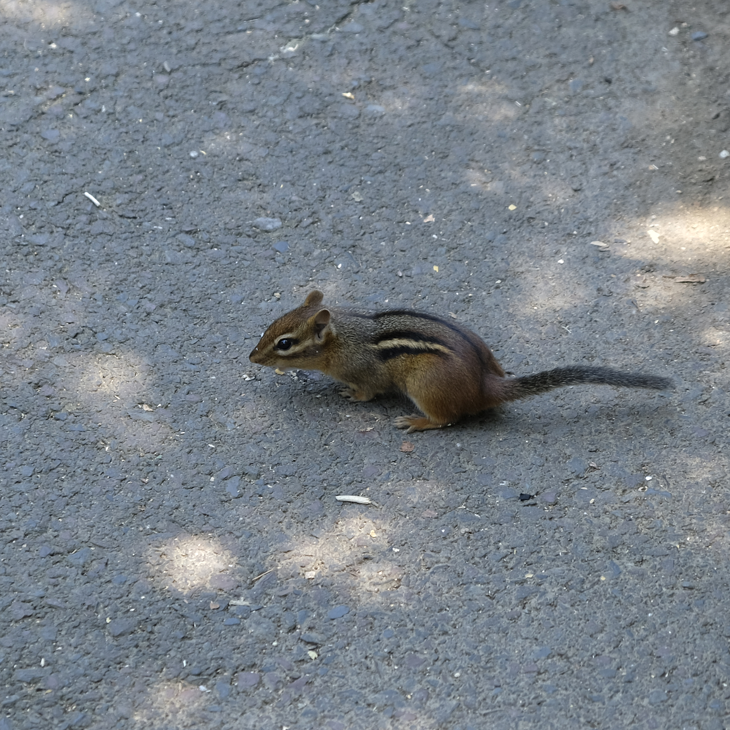 Chipmunk 2 2018-07-14 13.53.42