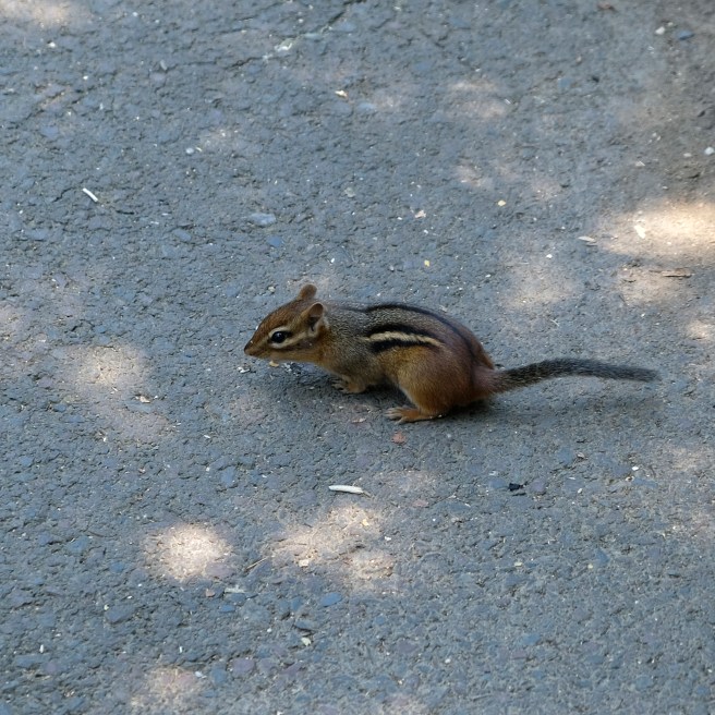 Chipmunk 2 2018-07-14 13.53.42